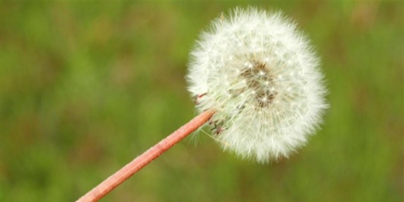 Dandelion clock 2