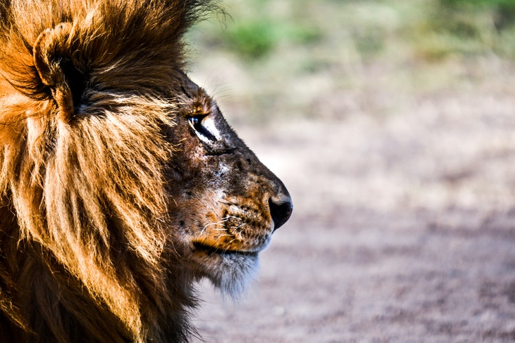 PropheticLion-1551439237-dd457